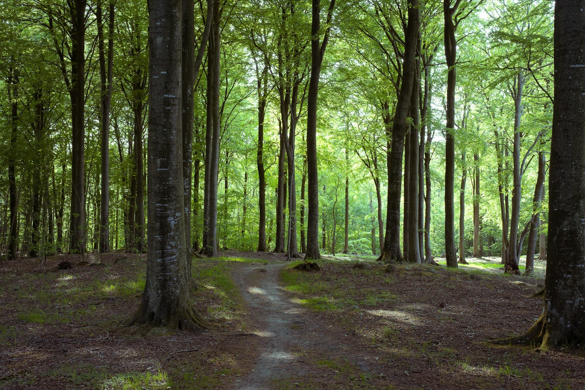 A path through the beech woods of Pålsjö skog.